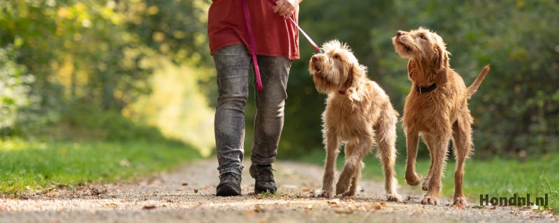 Hond slecht ter been