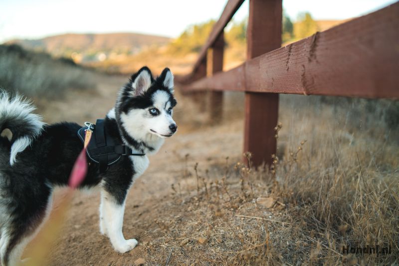 Pomsky wandeling