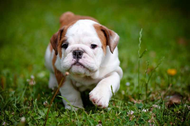 engelse bulldog puppy