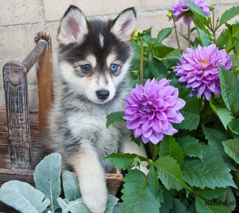 Schattige Pomsky pup
