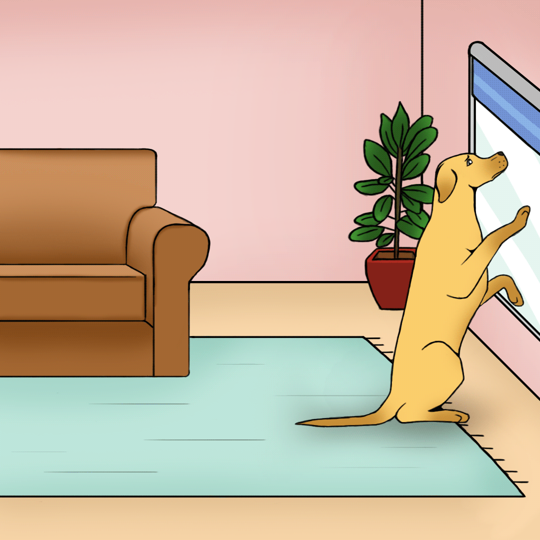 Hond springt tegen raam verlatingsangst