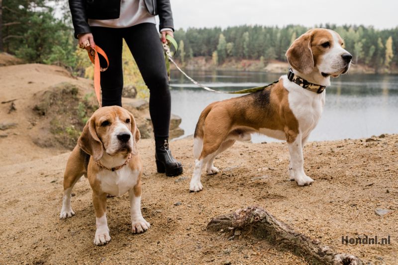 beagle samen wandeling