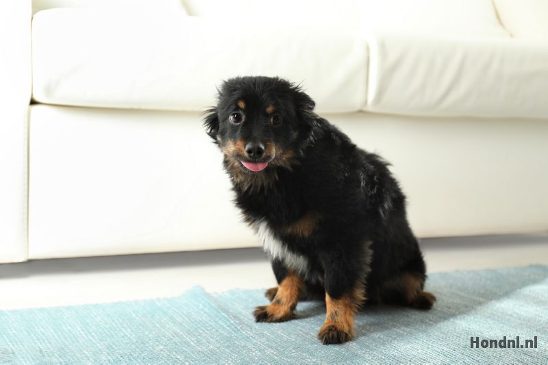Bange hond