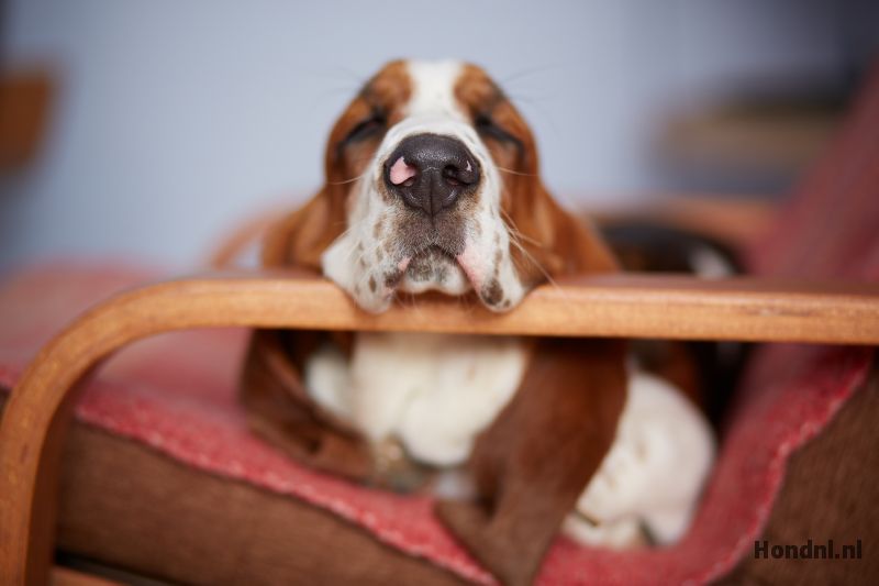 Bassethound slaapt op stoel