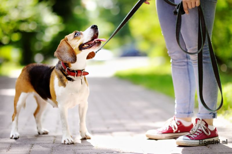 Beagle en vrouw