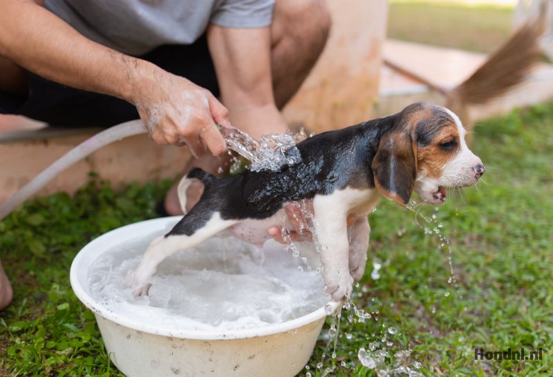 Beagle puppy wassen