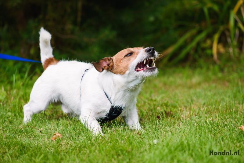 Blaffende hond