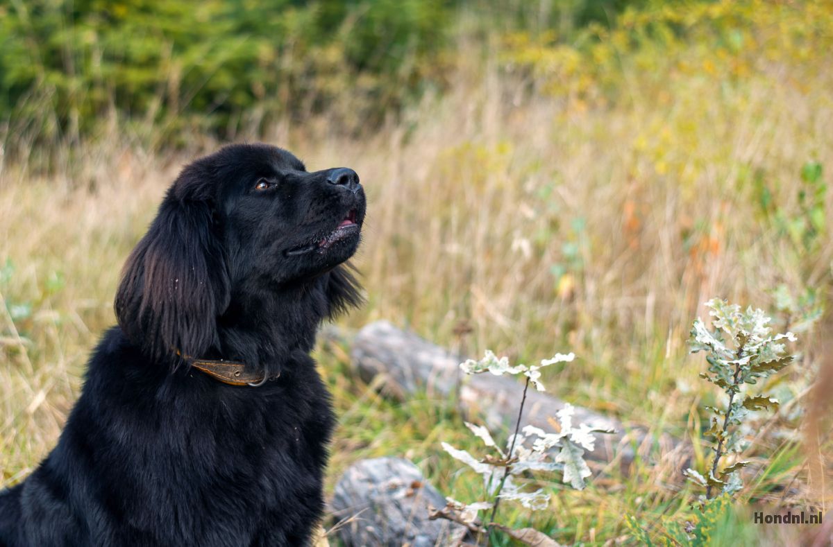 Newfoundlander