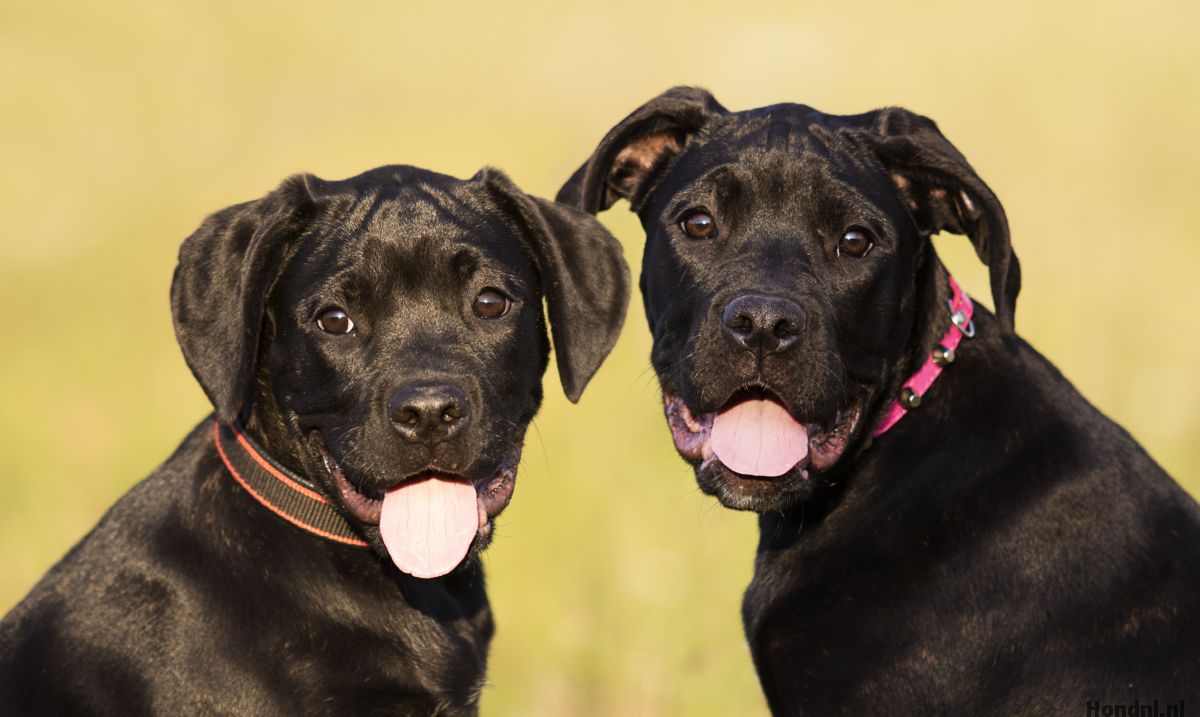 cane corso meerdere honden samen