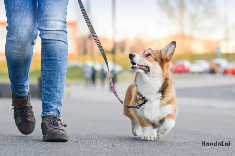 Corgi loopt aan de riem