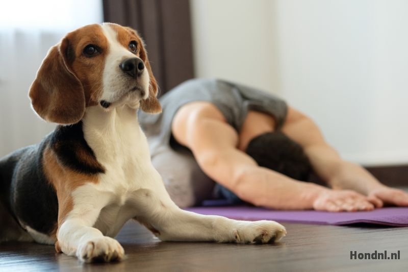 Hondenyoga