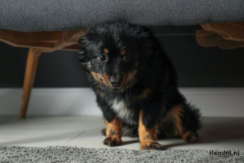 Hond bang verstoppen
