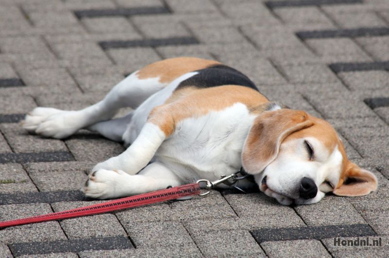 Hond slaapt op straat