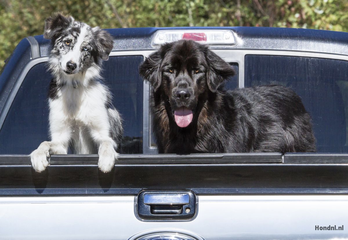 Honden in de auto