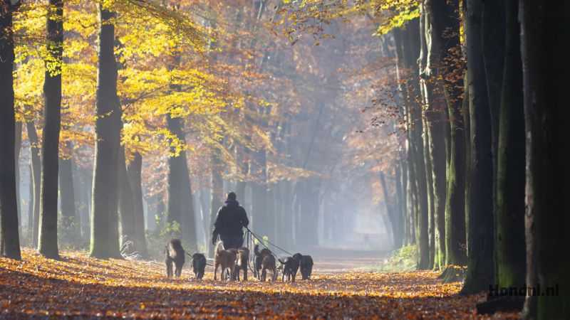 Uitlaatservice honden