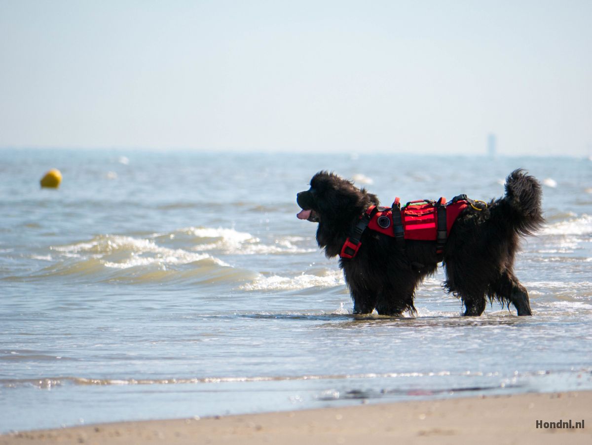 Newfoundlander in hondentuig op het strand