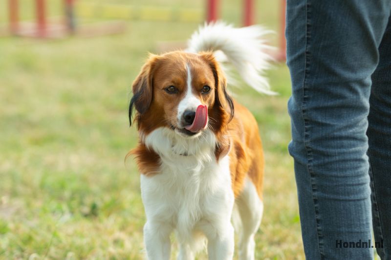 Likken gedrag hond
