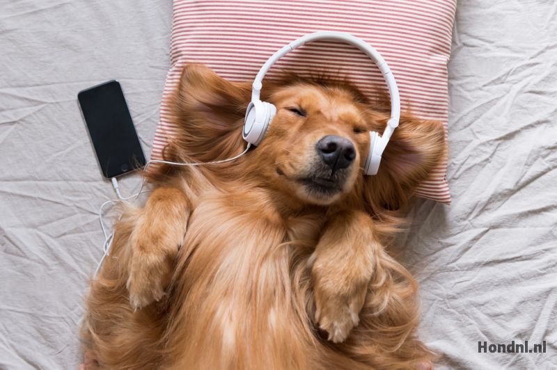 Muziek luistert muziek