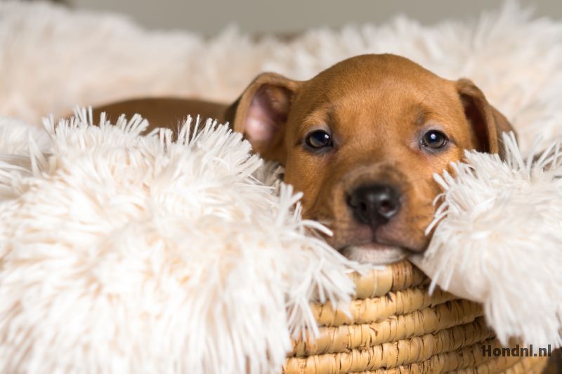 Hondenmand puppy