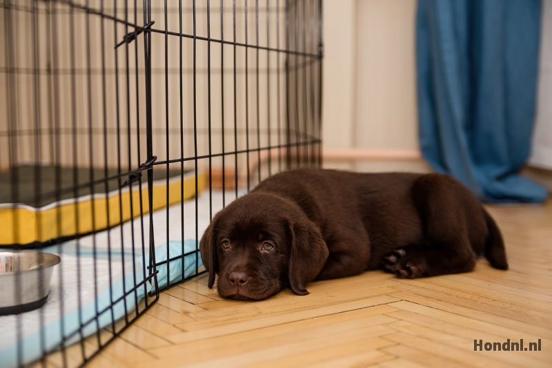 Puppy naast bench