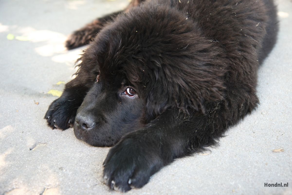 Puppy newfoundlander