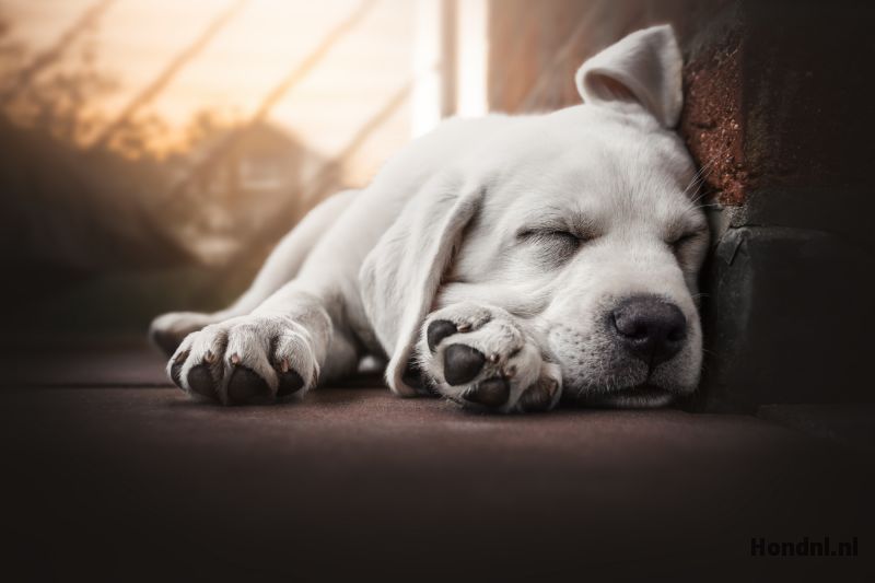 Puppy oververmoeid