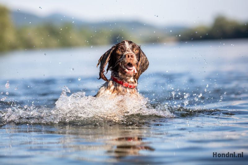 Zwemmen hond