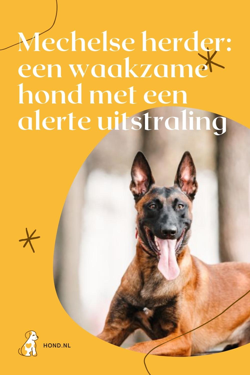 Mechelse Herder