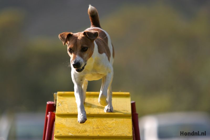 Agility training jack russel
