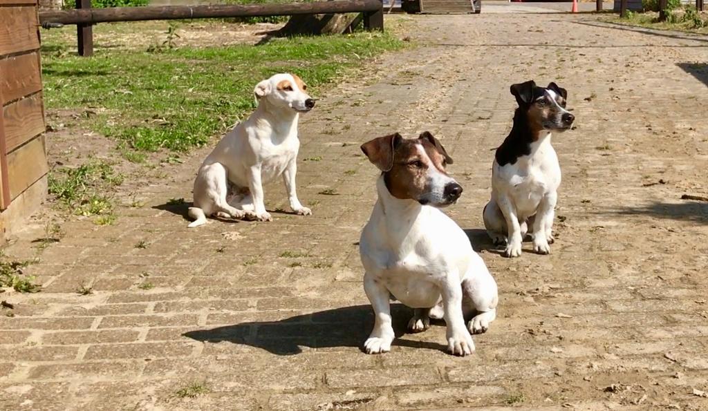Jack russel groep