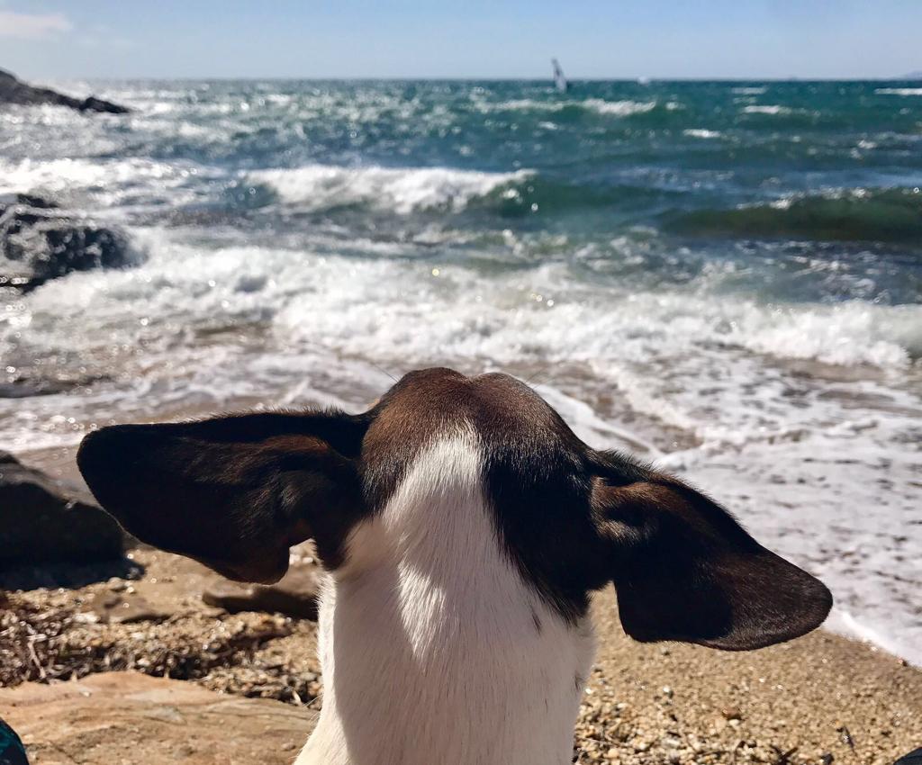 Hond aan zee