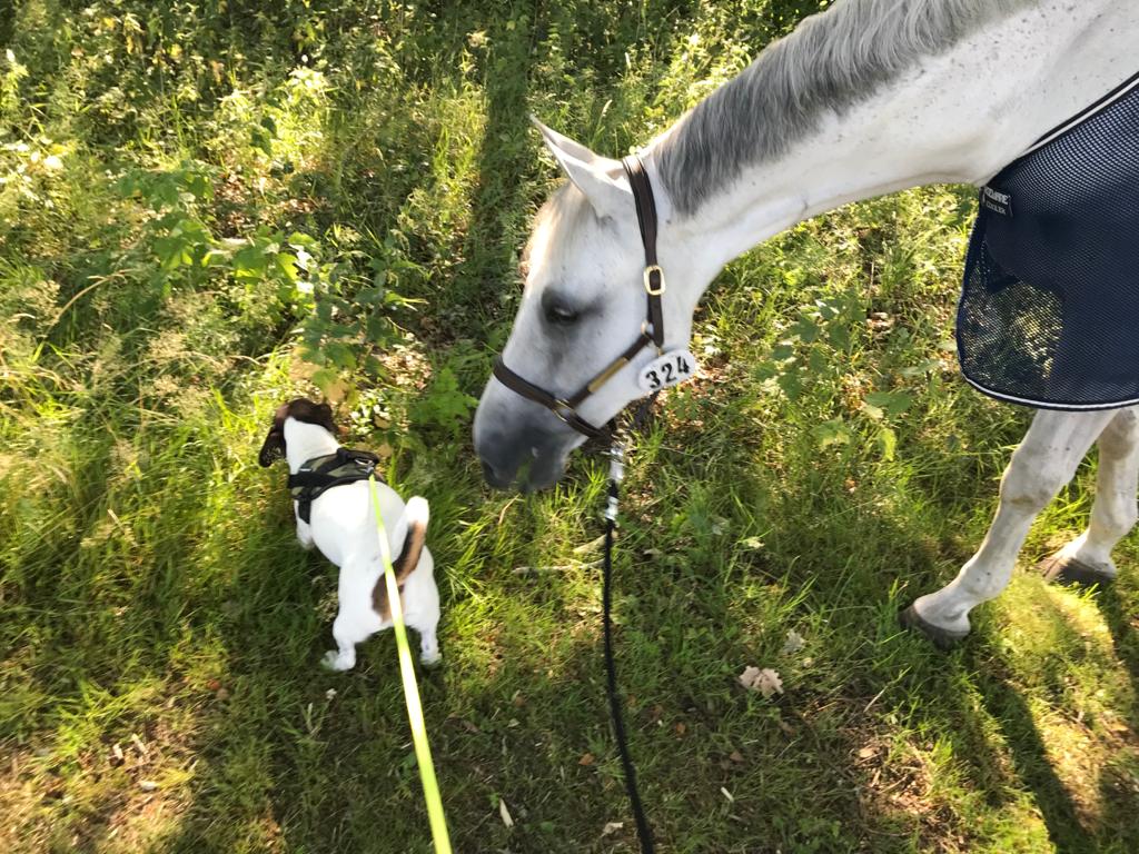 Hond met paard