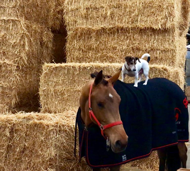 Hond bovenop paard