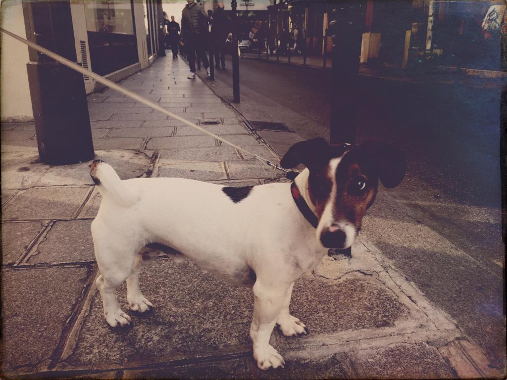 Hond in parijs