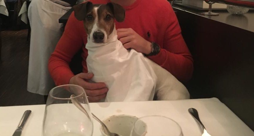 Hond in restaurant
