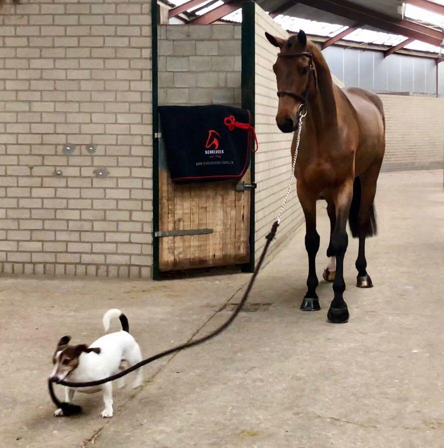 Hond loopt met paard