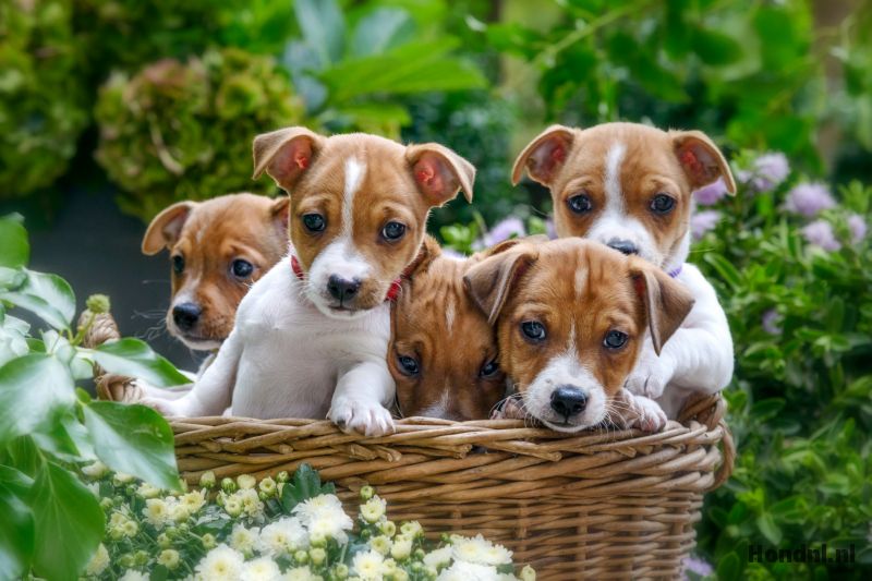 Jack russel puppies in fietsmand