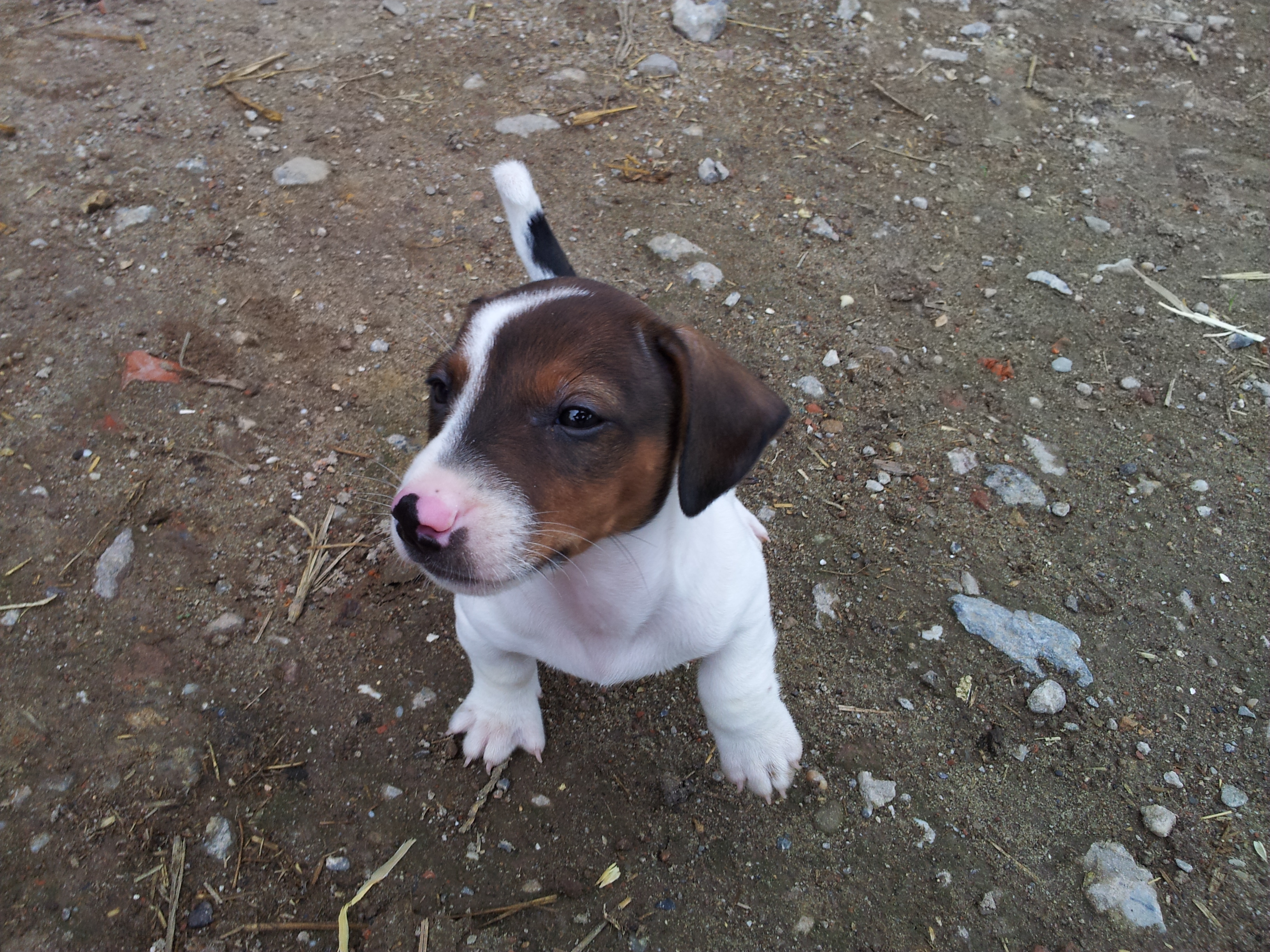 Jack russel puppy