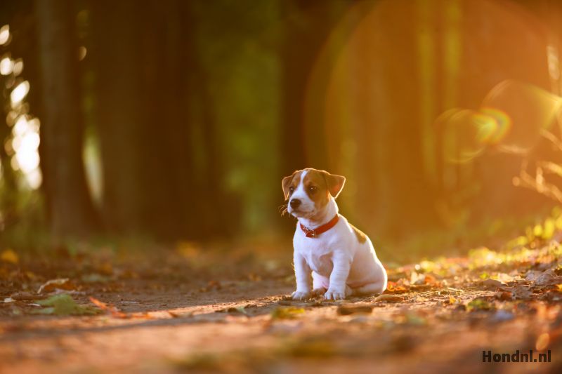Jack russel puppy