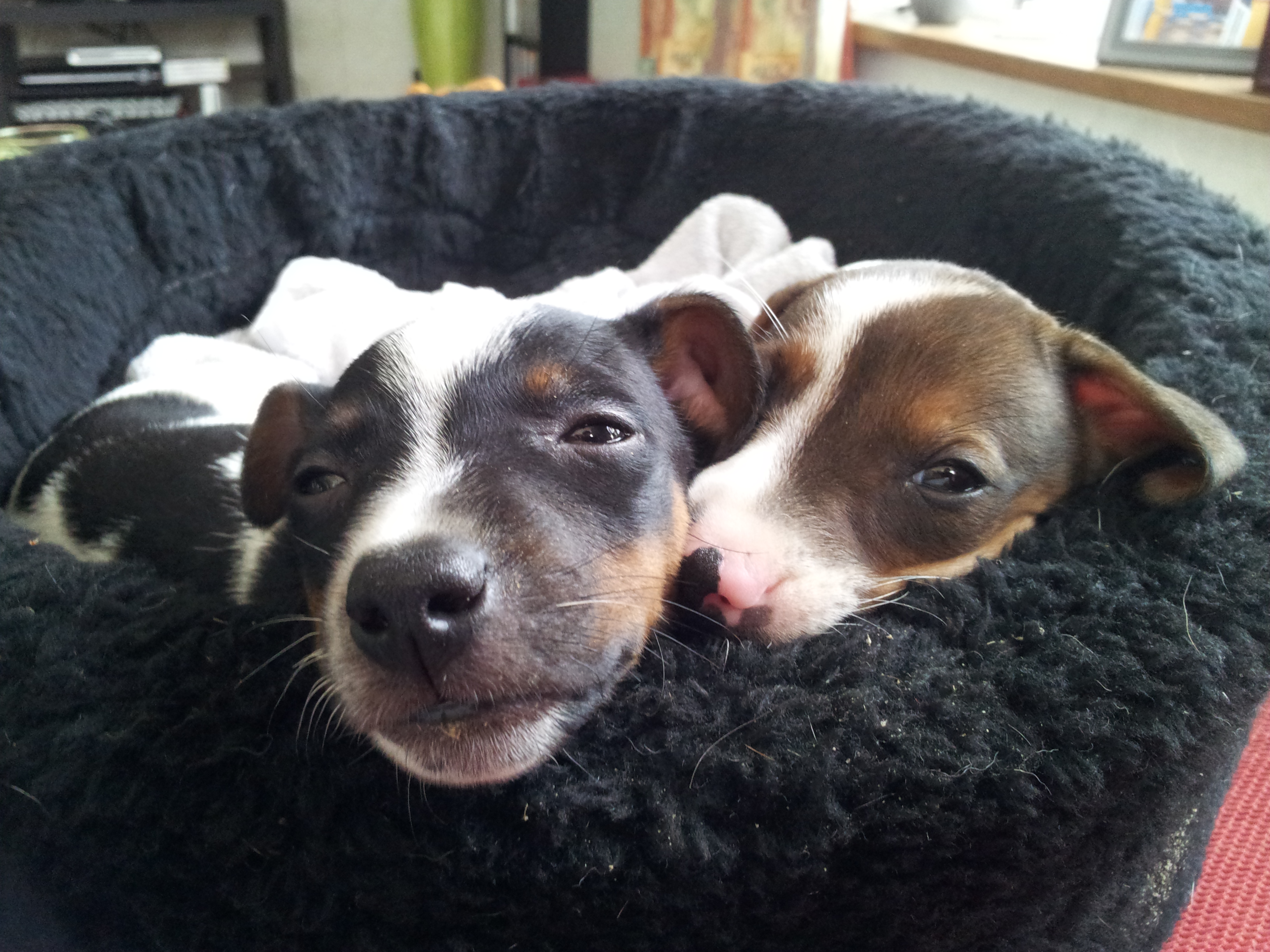 Jack russel puppies