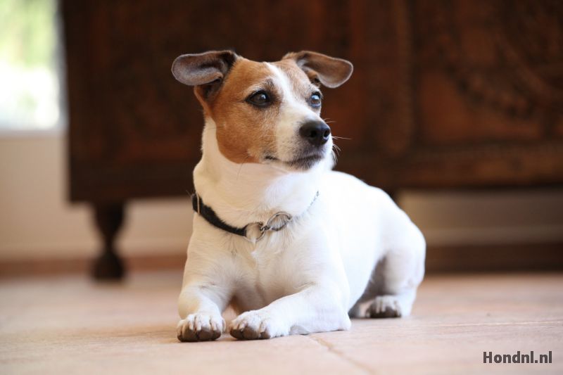Jack russel liggend