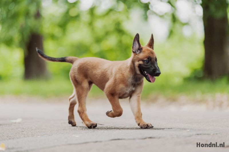 Mechelse herder puppy