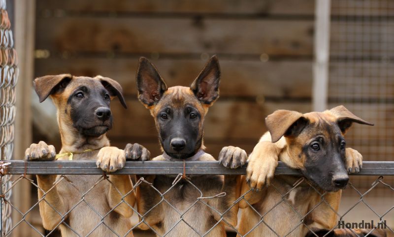 Mechelse puppies
