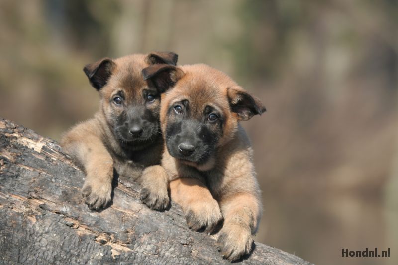Puppies belgische mechelse herders in het bos