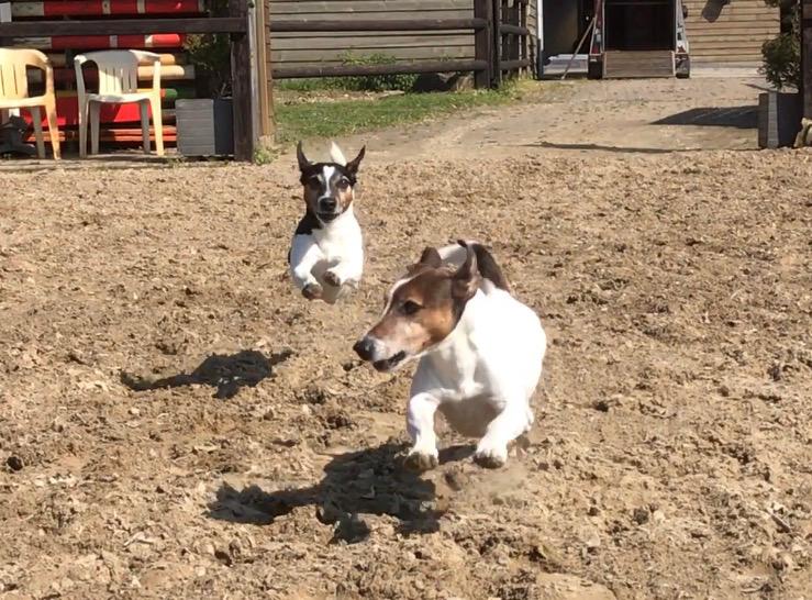 Rennende jack russels