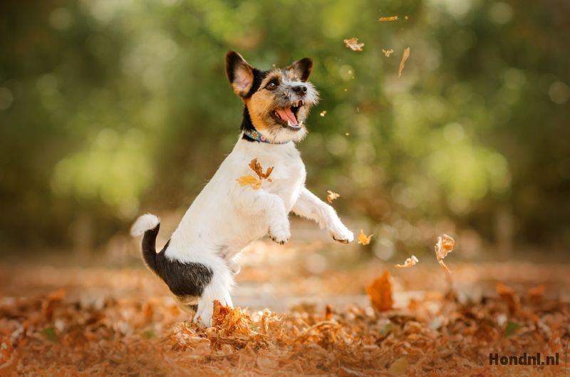 Springende jack russel