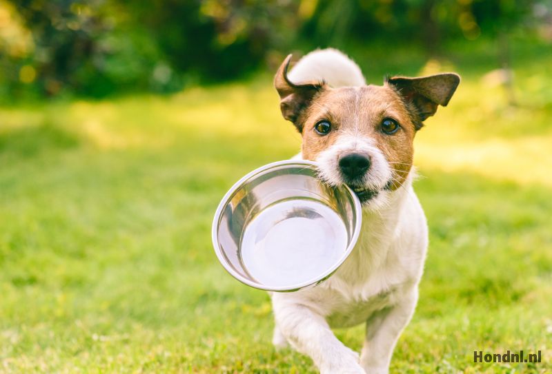 Hond met voerbak in bek