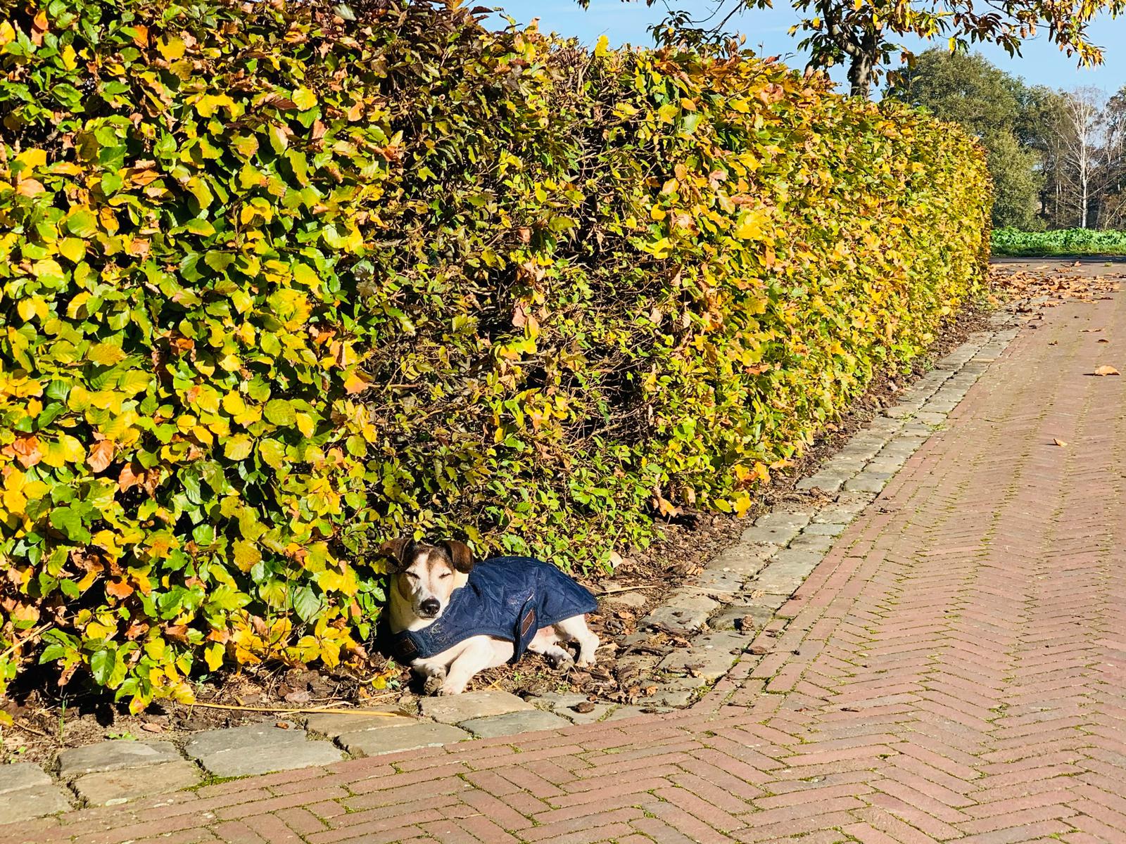 Jack russel ligt in de zon