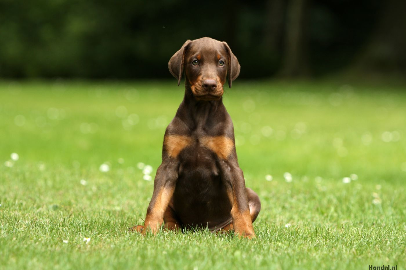 Bruine dobermann pup