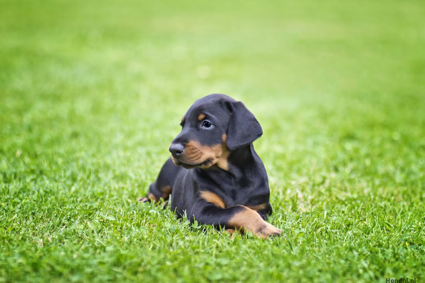 Puppy dobermann in het gras